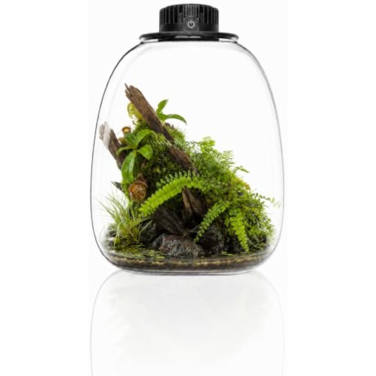 Grow Light Led - Terrarium rond en verre bio avec